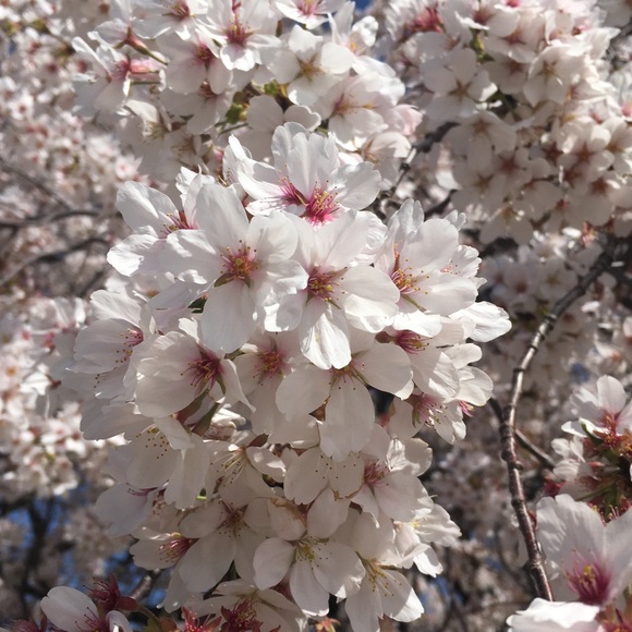 Meet your Posher, Sharon - Picture 1 of 1